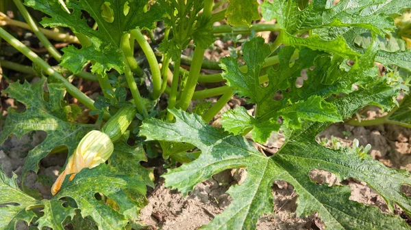 Courgettes orgânicos ou abobrinha em um jardim de cozinha . — Fotografia de Stock