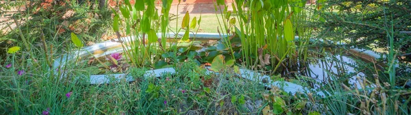 Vegetación Jardín Con Una Bañera Agua —  Fotos de Stock
