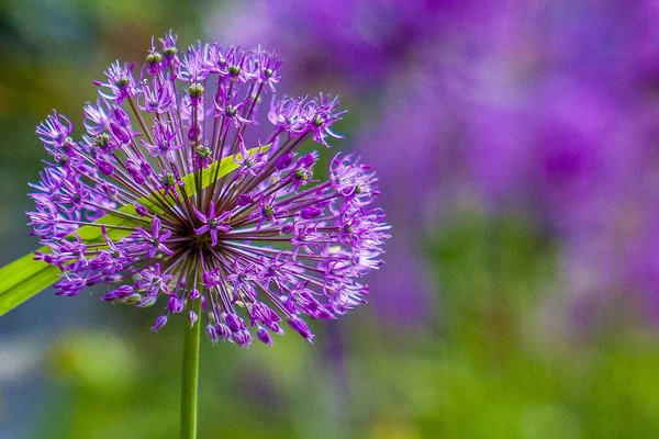 Beautiful lilac onion flowers  on green background