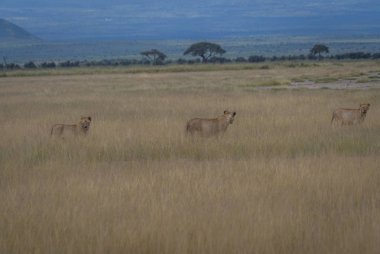   Safari, avlanan aslanlar