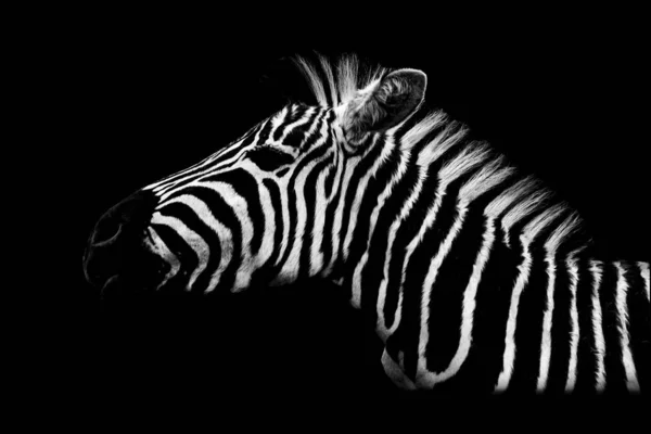 Zebra, Photo black and white — Stock Photo, Image