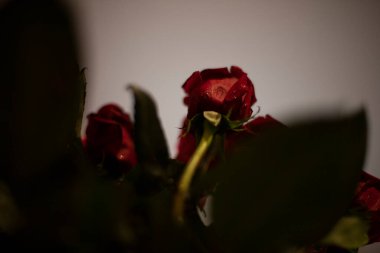 Güzel parlak kırmızı gül, alt manzara