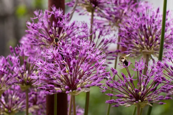 bees fly by purple flowers onion