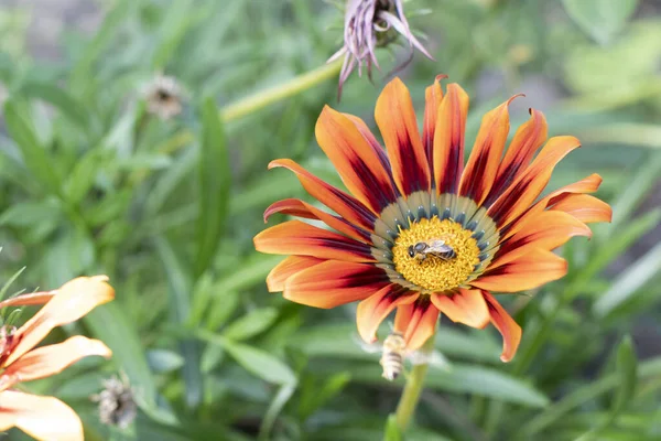 Arılı parlak gerbera çiçeği