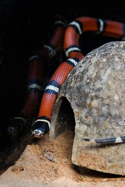 Evgeniya Otradnaya porno onlayn