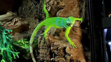  Taş bir duvarda genç yeşil iguana