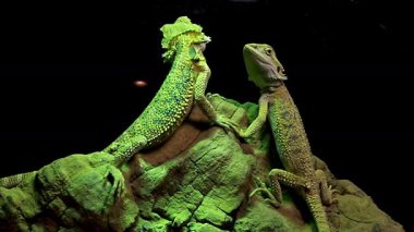 Lambanın altında güneşlenen iki sakallı ejderha. Güzel kertenkeleler