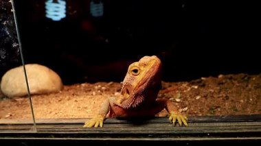 Sakallı Ejder Kertenkelesi 'nin detaylı portresi. Güzel sürüngen.