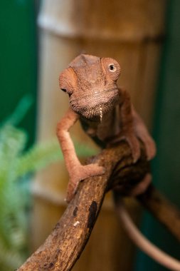 Kahverengi Chameleon Kertenkelesinin Ayrıntılı Portresi