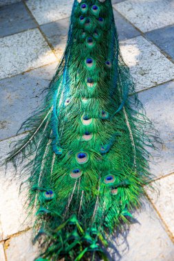 Tavus kuşunun güzel tüyleri, bir kuşun kuyruğu