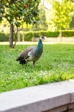 Tavuskuşu kızı, Parktaki kuş çimlerin üzerinde