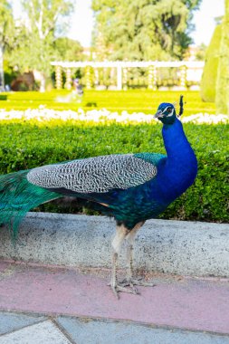 Bahçede duran bir tavus kuşu, kuş