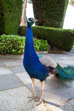 Parkta güzel bir tavus kuşu