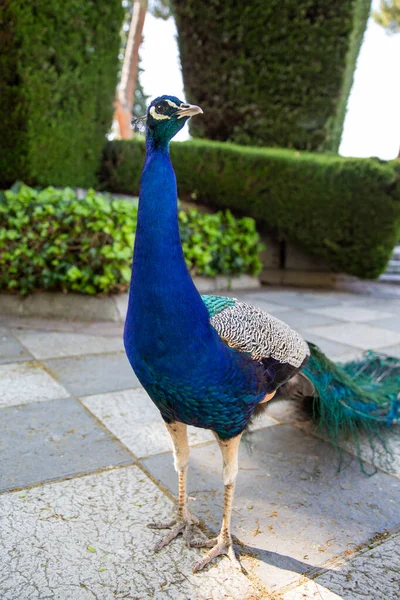 Parkta güzel bir tavus kuşu