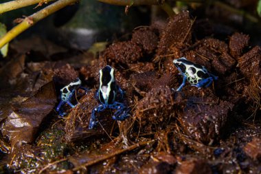 Orman çevresini keşfeden küçük renkli kurbağalar, zehirli kurbağalar...