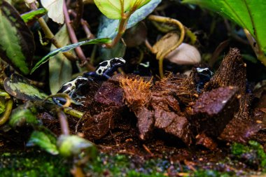 Yağmur ormanlarında renkli zehirli ok kurbağaları