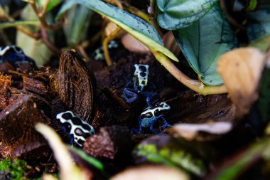 Çarpıcı mavi ve siyah desenli zehirli kurbağalar.