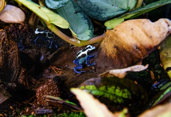 Zehirli dart kurbağalarının doğal ekosistemlerine yakın çekim. Oisonous kurbağaları.