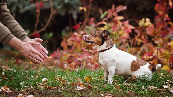 Dog days of autumn. Purebred Jack Russel Terrier dog outdoors in the nature on grass on a autumn day. Playful mood. Funny expressive leisure time