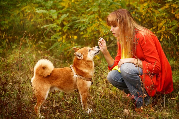 Girl plays with a dog Shiba Inu in autumn park. Pet. Pedigree dog. Funny animals and their owners. Riot of colors of nature. Outdoor Activities.