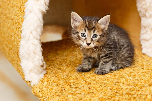 Lovely fluffy striped kitten is sad. Pets. Hypoallergenic breed of cats