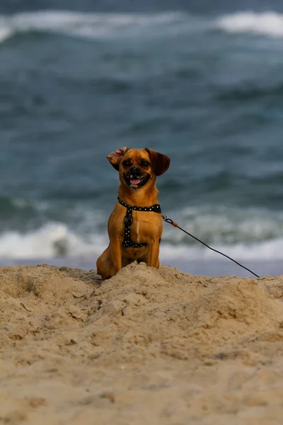 Sahilde arkasında okyanus olan bir köpek portresi.