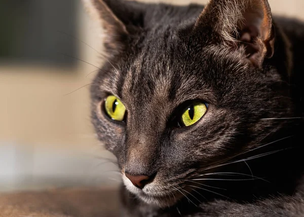 Kedi suratlı evcil hayvanın yakın portresi. Kedilerdeki ayrıntıları gösteriyor. Sarı gözler, burun, bıyık, kürk. Arkaplan bulanık.  