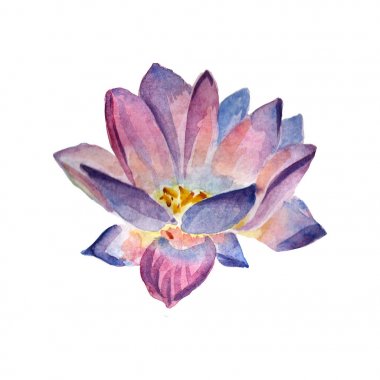 Çiçekler suluboya illüstrasyon. Beyaz bir arka plan üzerinde bir ihale mor Lotus.