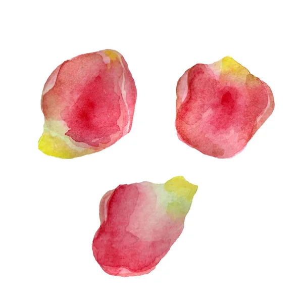 Flores ilustração aquarela. Pétalas rosa macias sobre um fundo branco . — Fotografia de Stock