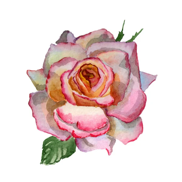 花水彩イラスト。白い背景に柔らかいピンクのローザ. — ストック写真
