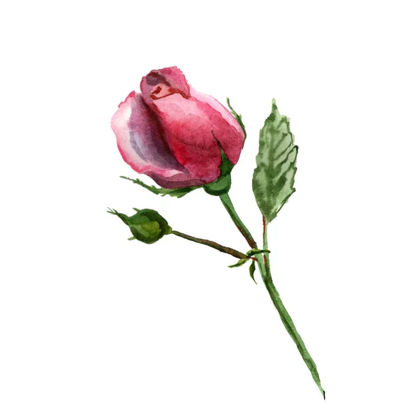 Flowers watercolor illustration. A tender pink rosa on a white background. — Stock Photo, Image