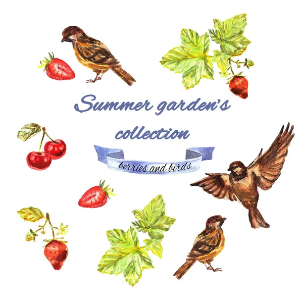Colección de jardín de verano con grosella, gorriones, fresas, cerezas —  Fotos de Stock