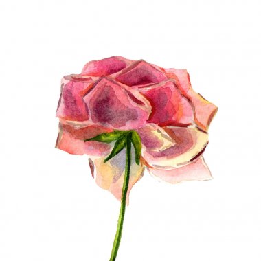 Çiçekler suluboya illüstrasyon. Beyaz bir arka plan üzerinde bir ihale pembe rosa.