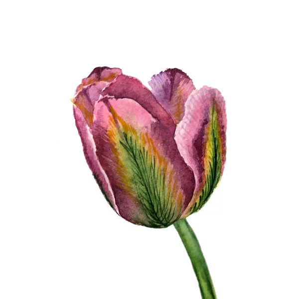 Blumen Aquarell Illustration. eine zarte rosa-grüne Tulpe auf einem — Stockfoto