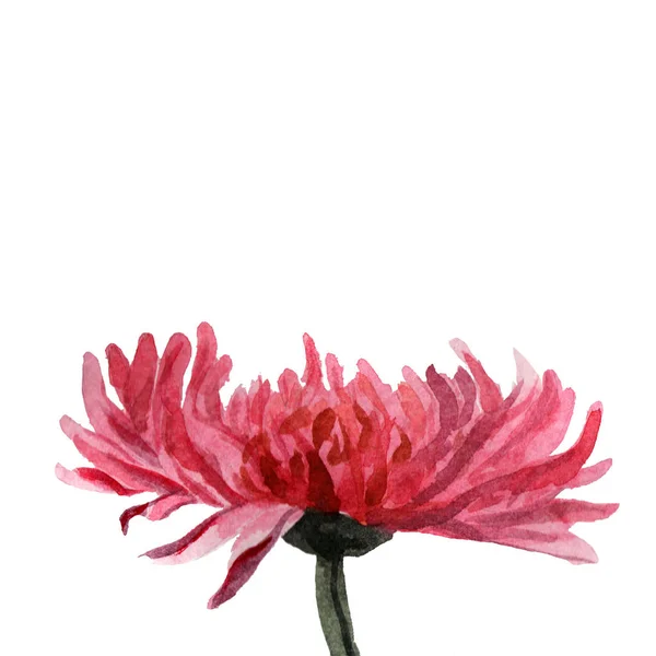 Flores ilustração aquarela. Crisântemo rosa macio sobre um fundo branco . — Fotografia de Stock