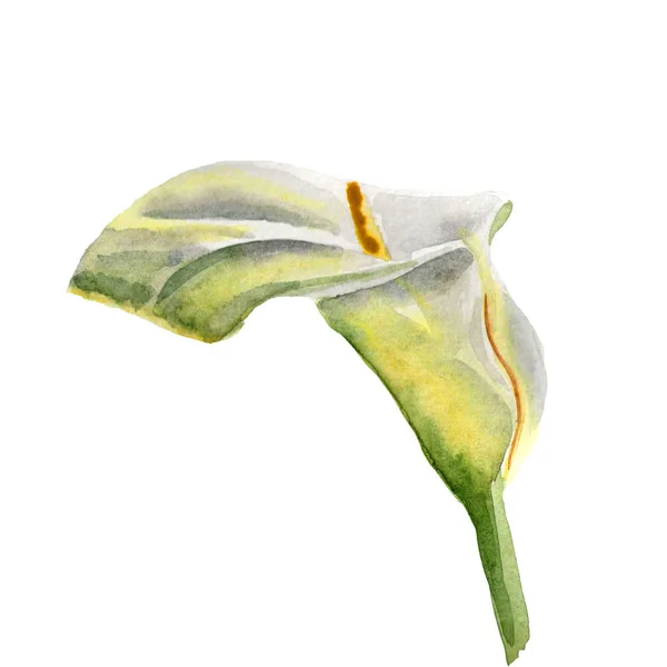 Fiori acquerello illustrazione. Una tenera Calla bianca su sfondo bianco . — Foto Stock