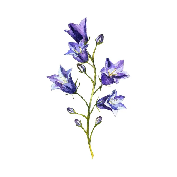 Kwiaty Akwarela ilustracji. Czuły Bluebell na białym tle. — Zdjęcie stockowe
