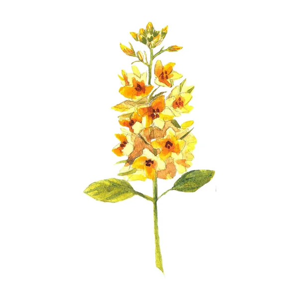 Blumen Aquarell Illustration. ein zarter gelber Eremit auf weißem Hintergrund. — Stockfoto