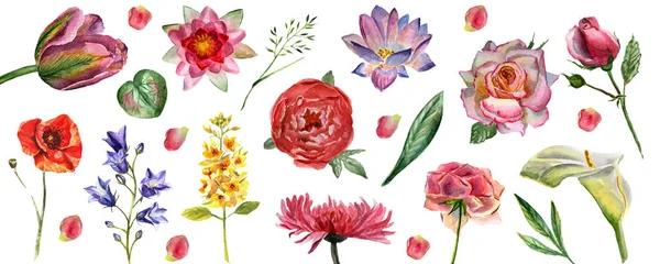 Fiori acquerello illustrazione. Set di fiori isolati su sfondo bianco — Foto Stock