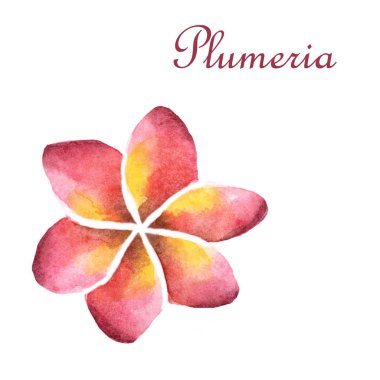 Tropikal çiçekler ile suluboya parlak yaz illüstrasyon