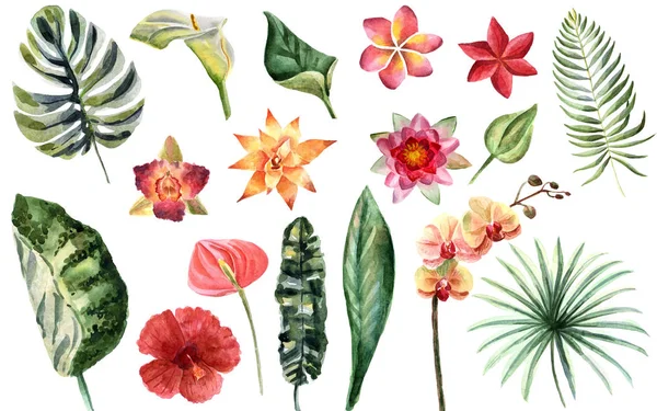 Illustrazione estiva luminosa ad acquerello con fiori tropicali — Foto Stock