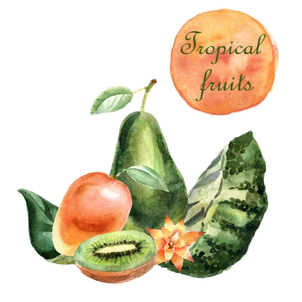 Illustrazione tropicale ad acquerello con frutti e piante su sfondo bianco — Foto Stock