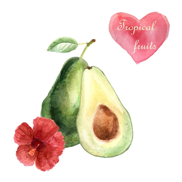 Illustrazione tropicale ad acquerello con avocado su sfondo bianco — Foto Stock