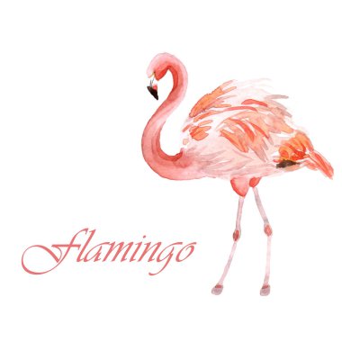Beyaz bir arka planda izole suluboya Pembe Flamingo
