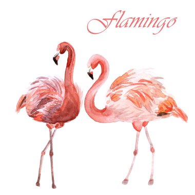 Beyaz bir arka planda izole pembe flamingoların suluboya çift