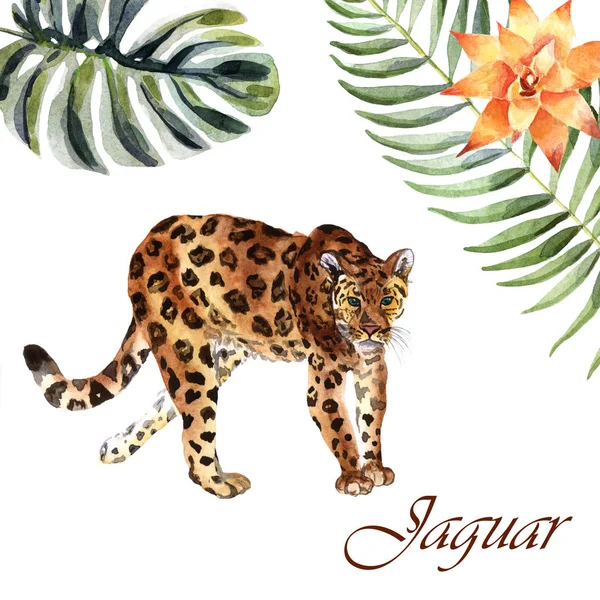 Giaguaro ad acquerello isolato su sfondo bianco — Foto Stock
