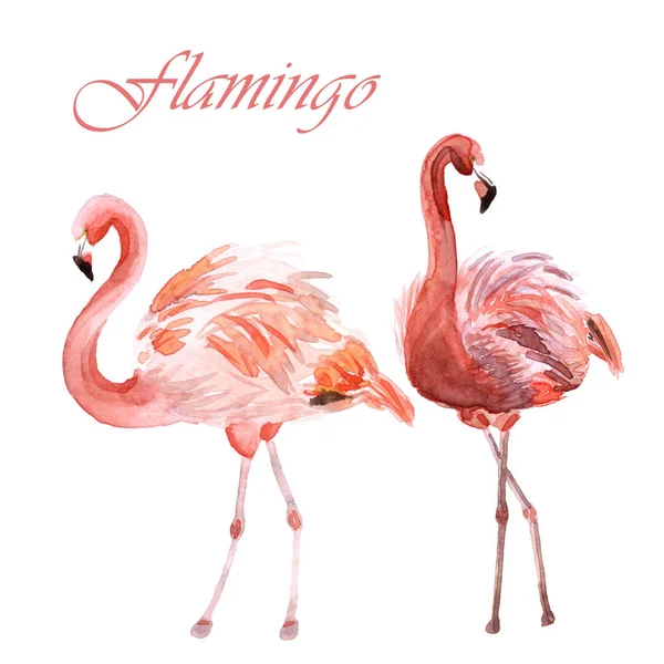 Beyaz bir arka planda izole pembe flamingoların suluboya çift