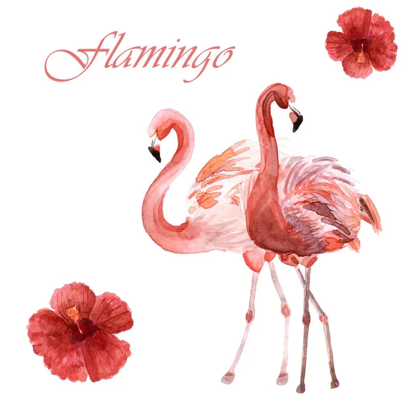 Beyaz bir arka planda izole pembe flamingoların suluboya çift