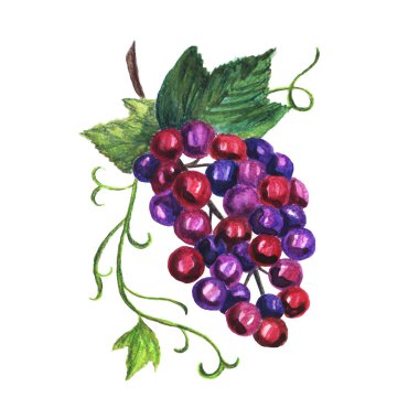 Suluboya el beyaz bir arka plan üzerinde kırmızı üzüm çizilmiş