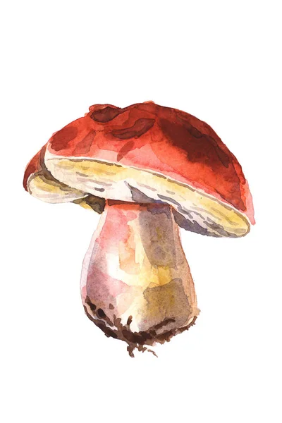 Watercolor porcini isolated on a white background — Stock Photo, Image